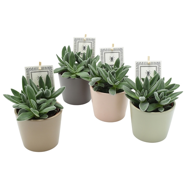 <h4>Crassula Tarantula</h4>