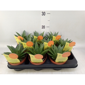 Aloe   ...