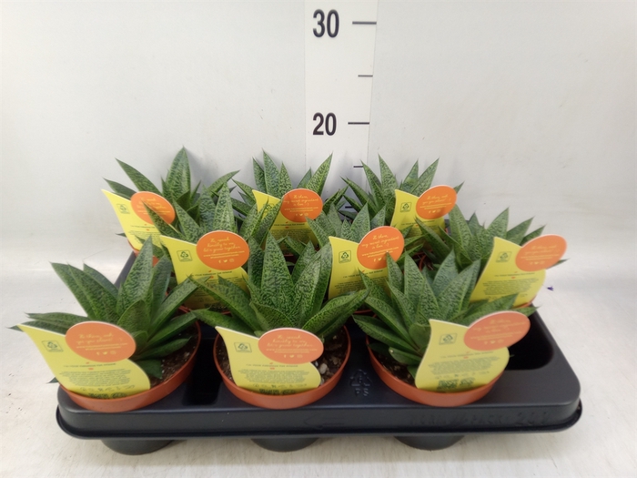 <h4>Aloe   ...</h4>