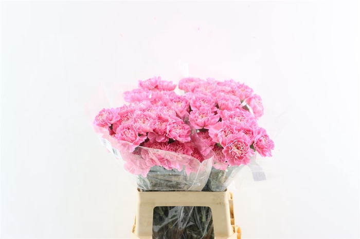 <h4>Di St Cl Feminine Minami</h4>