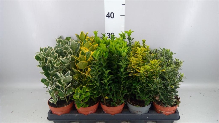 <h4>Euonymus japon.   ...mix</h4>