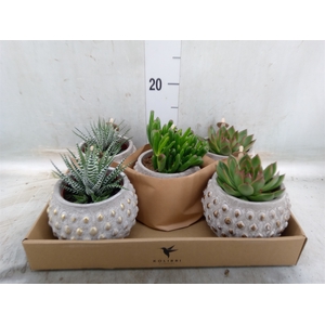 Succulents   ...mix 3