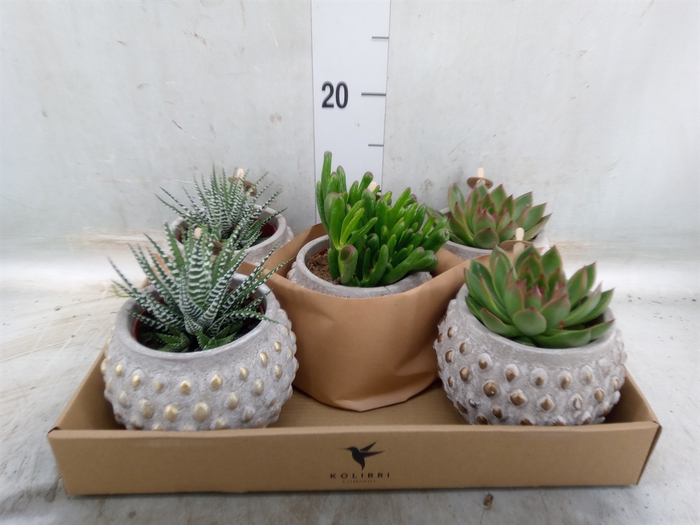 <h4>Succulents   ...mix 3</h4>