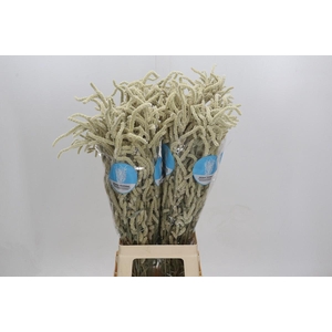 Amaranthus Yearming Desert