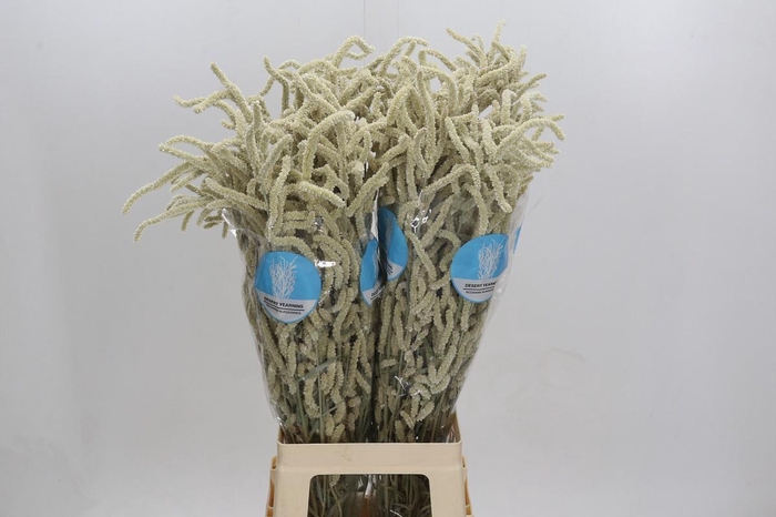 <h4>Amaranthus Yearming Desert</h4>