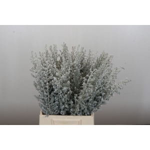 Kochia (Maireana Sedifolia)