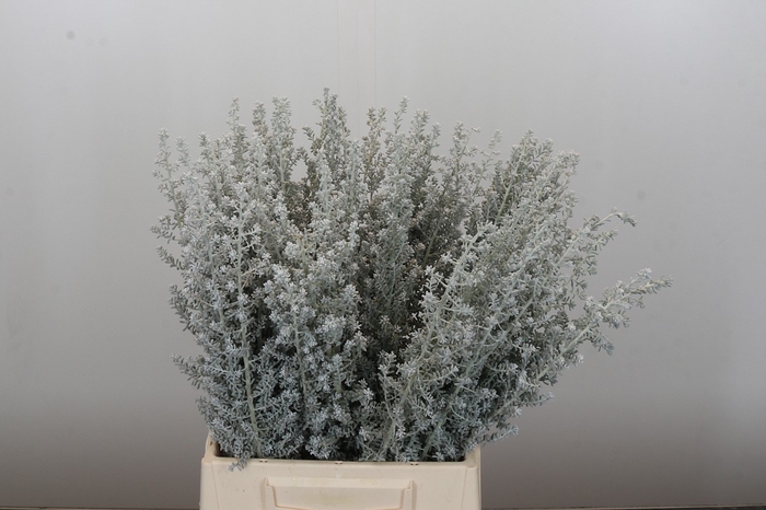 <h4>Kochia (Maireana Sedifolia)</h4>