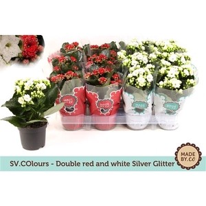 Kalanchoe Double Mix + Silver glitter - Christmas