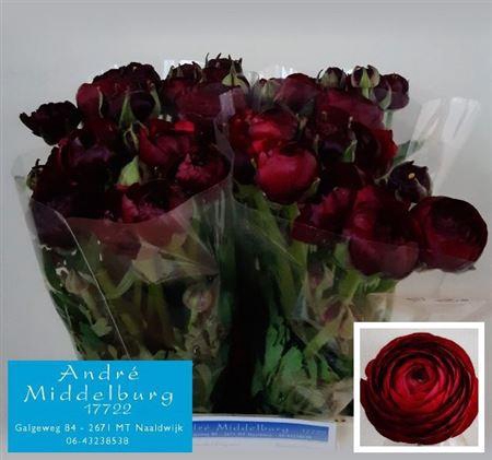 <h4>Ran Aazur Bordeaux</h4>