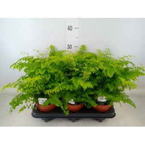 Adiantum raddi. 'Fritz-Luthi'
