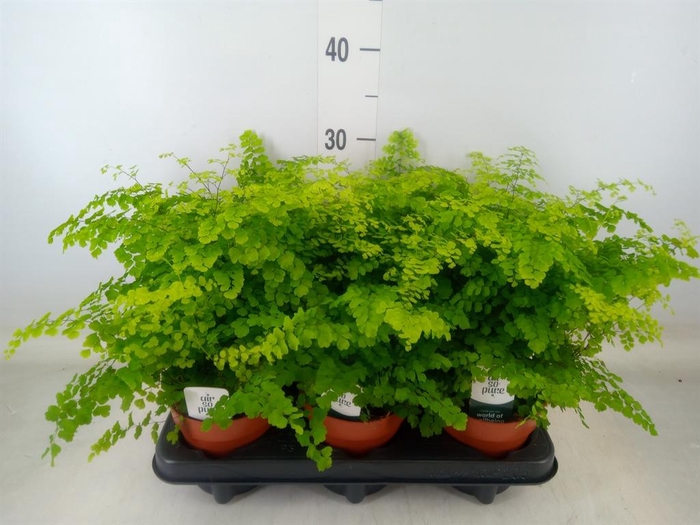 <h4>Adiantum raddi. 'Fritz-Luthi'</h4>