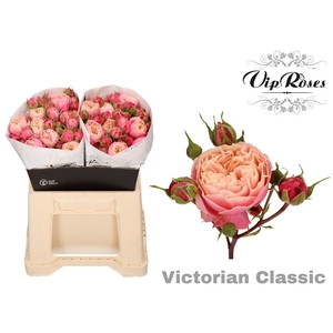 R Tr Victor Classic@