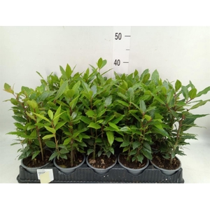 Laurus nobilis