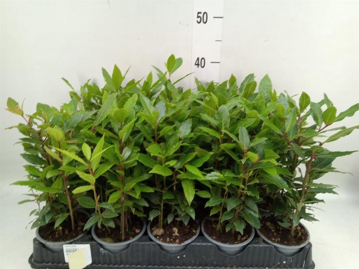 <h4>Laurus nobilis</h4>