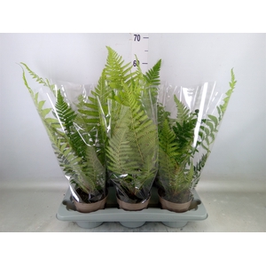 Dicksonia antarctica