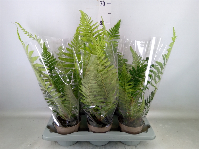<h4>Dicksonia antarctica</h4>