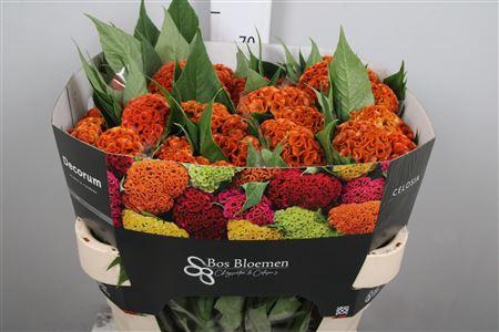 <h4>Cel C Act Zara</h4>