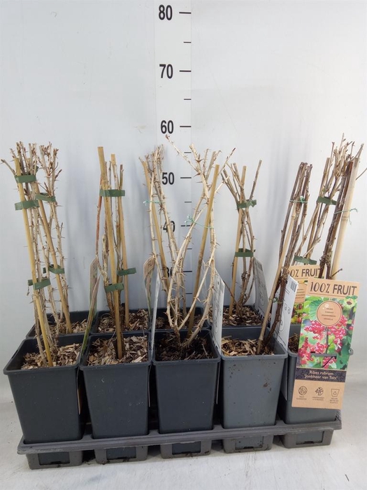 <h4>Ribes   ...</h4>