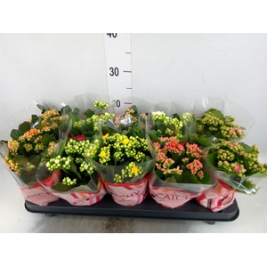 Kalanchoe blos.   ..rosebud mix  5
