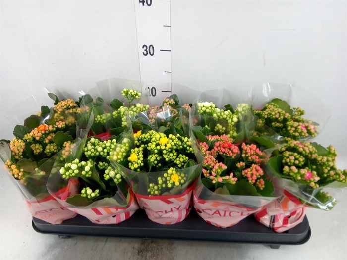 <h4>Kalanchoe blos.   ..rosebud mix  5</h4>