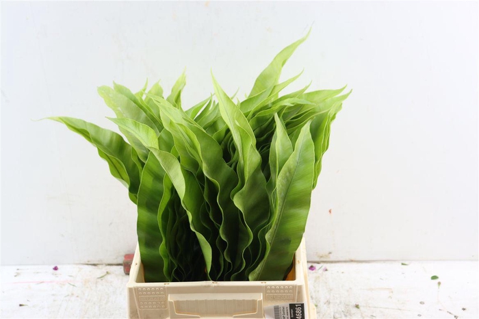 <h4>Kyoto 50cm</h4>