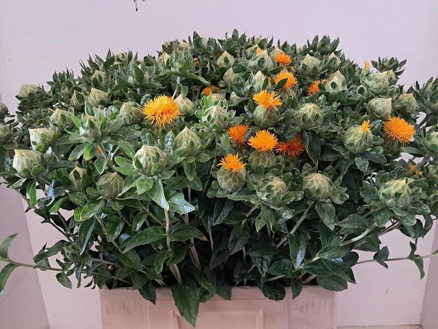 <h4>CARTH TINCTORIUS OV</h4>