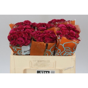 Rosa Tr Cheyenne