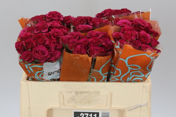 <h4>Rosa Tr Cheyenne</h4>