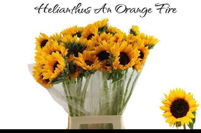 <h4>HELI ORANGE FIRE</h4>