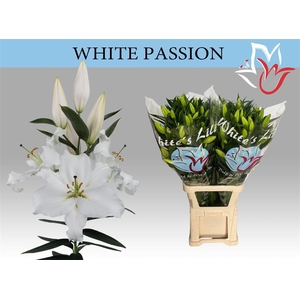 Li Or White Passion 6+