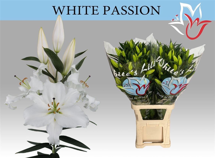 <h4>Li Or White Passion 6+</h4>