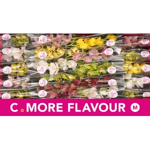 Mini cymbidium 'Mix' 40 cm