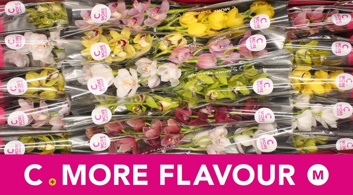 <h4>Mini cymbidium 'Mix' 40 cm</h4>