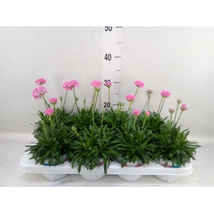 Armeria pseud. 'Dreameria Daydream'