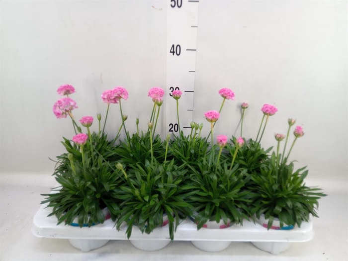 <h4>Armeria pseud. 'Dreameria Daydream'</h4>