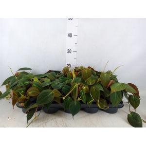 Philodendron scandens subsp. micans