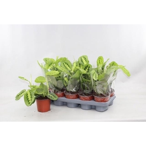 MARANTA LEMON