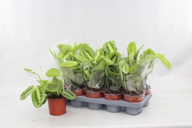 <h4>MARANTA LEMON</h4>