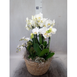 Arr.  Phalaenopsis H%