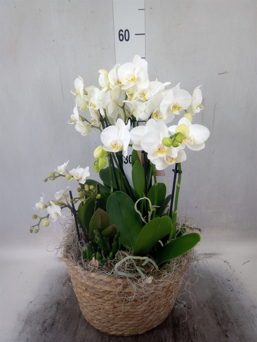 <h4>Arr.  Phalaenopsis H%</h4>