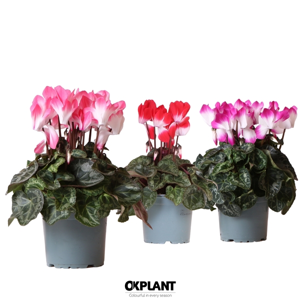 <h4>Cyclamen Indiaka mix</h4>