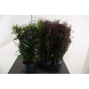 Jasmijn 17 Cm. P. Rek Wit 500 Knop