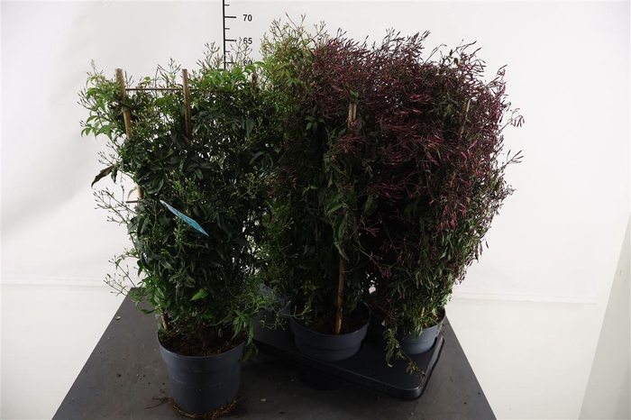 <h4>Jasmijn 17 Cm. P. Rek Wit 500 Knop</h4>