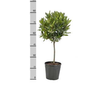 LAU NOBILIS