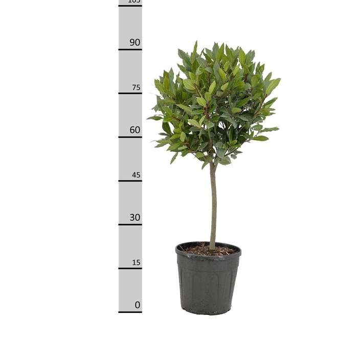 <h4>LAU NOBILIS</h4>