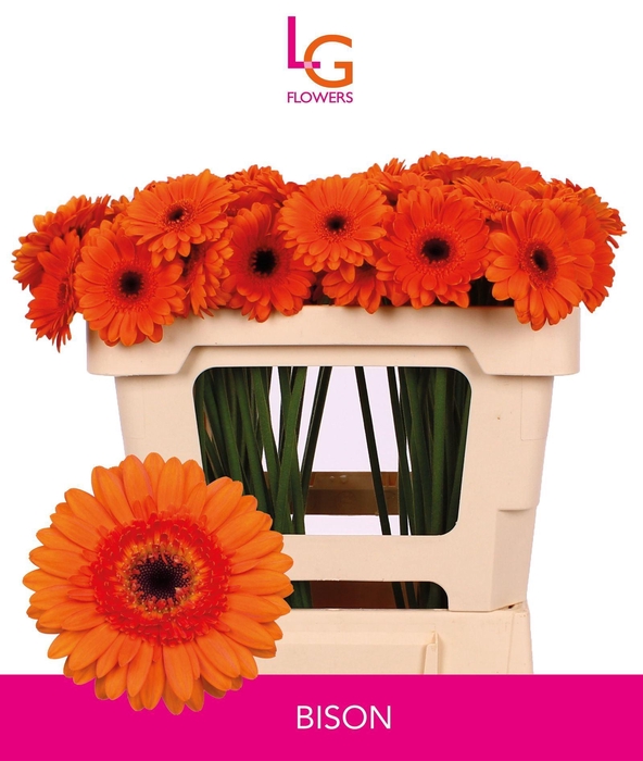 <h4>GERMINI BISON</h4>