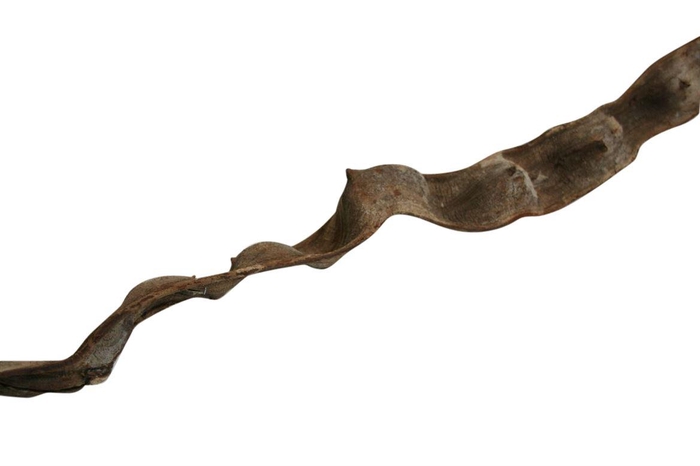 Branch Cipo Escada L200 D9/12