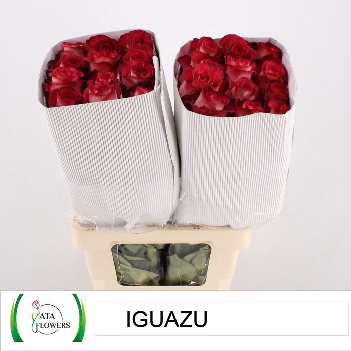 <h4>R Gr Iguazu</h4>