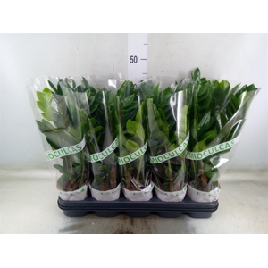 Zamioculcas zamiifolia