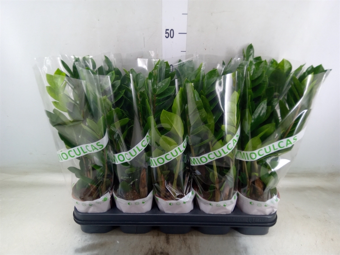 <h4>Zamioculcas zamiifolia</h4>